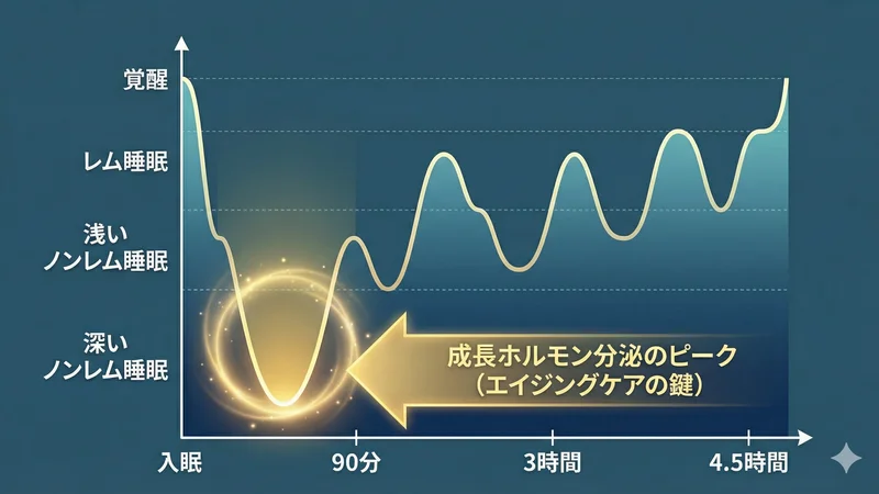 睡眠サイクルと成長ホルモン